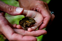 a toad in hand