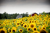 Road side Sunflowers in summer