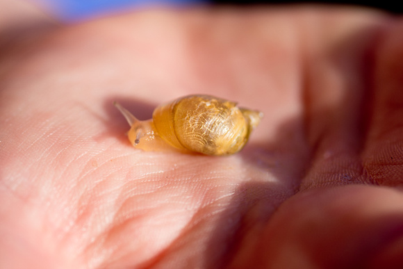 a snail in the hand