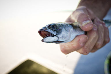 a herring, freshly caught